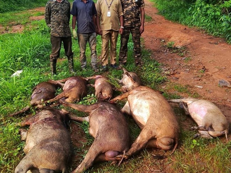 Wild-boar-shot-valanchery-municipality-june-2026