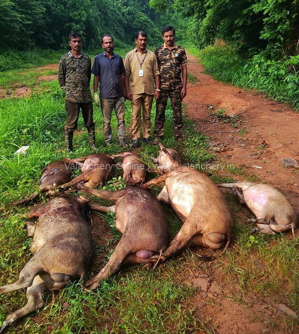 Wild-boar-shot-valanchery-municipality-june-2026