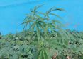 Ganja-valanchery-plant