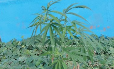 Ganja-valanchery-plant