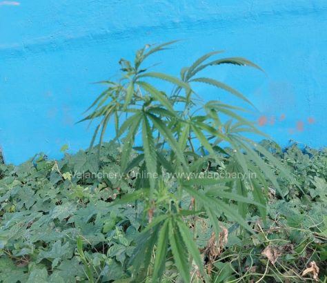 Ganja-valanchery-plant