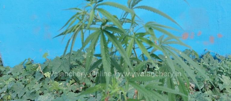 Ganja-valanchery-plant