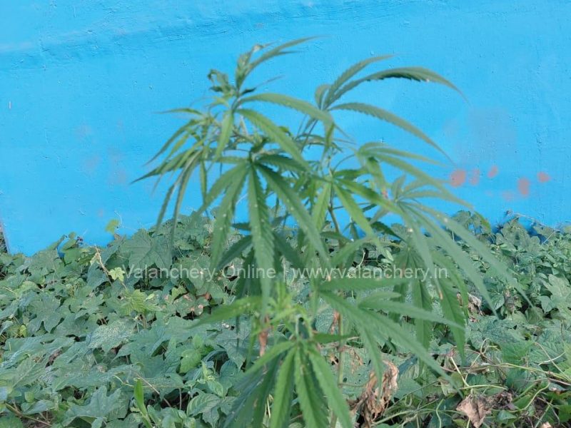 Ganja-valanchery-plant