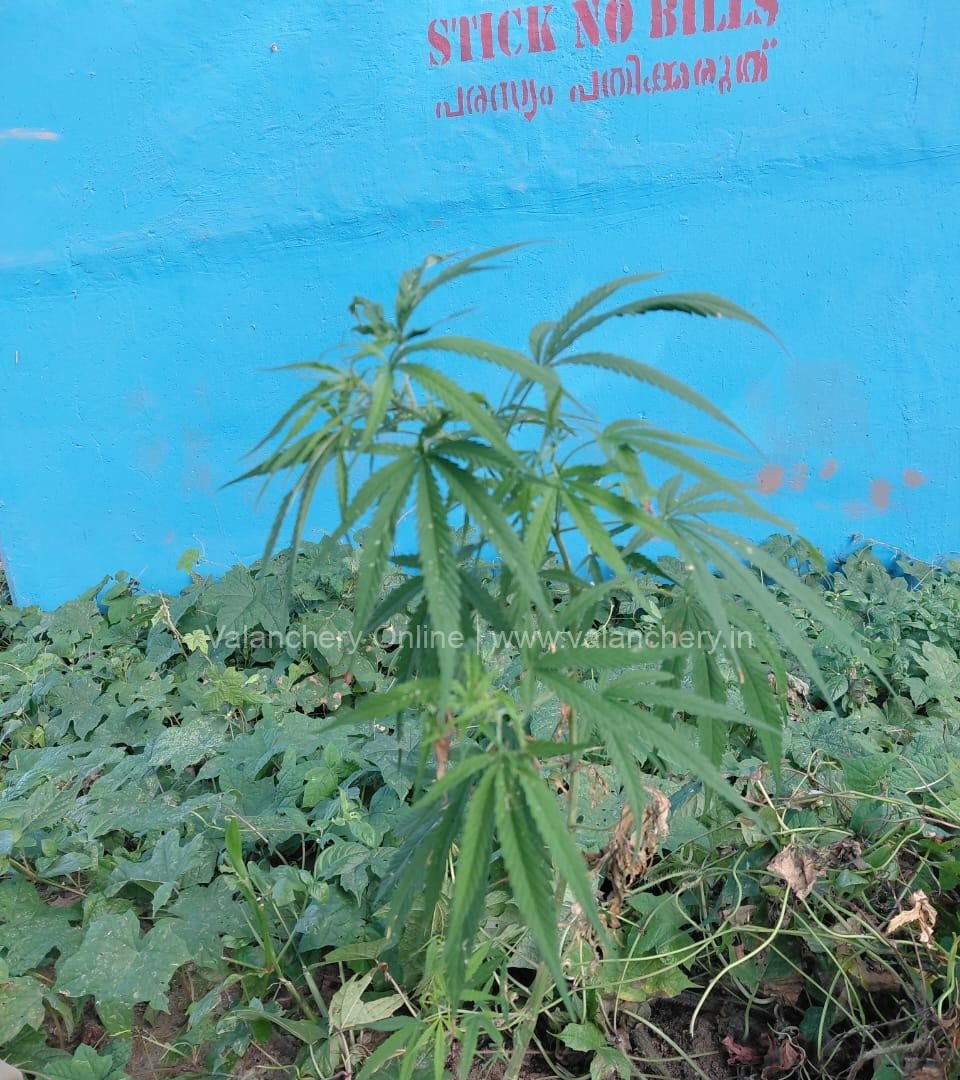 Ganja-valanchery-plant